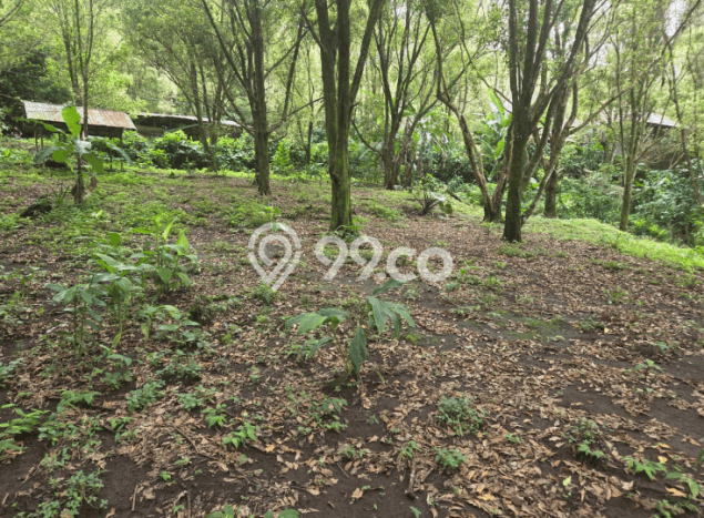 Dijual Tanah Lokasi Munduk, Buleleng Seluas 12600m2 Dijual Tanah Lokasi Munduk, Buleleng Seluas 12600m2