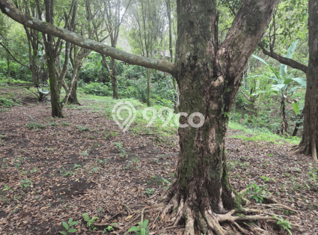 Dijual Tanah Lokasi Munduk, Buleleng Seluas 12600m2 Dijual Tanah Lokasi Munduk, Buleleng Seluas 12600m2