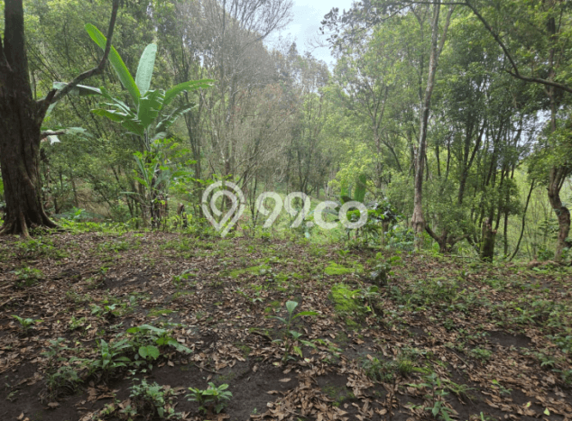 Dijual Tanah Lokasi Munduk, Buleleng Seluas 12600m2 Dijual Tanah Lokasi Munduk, Buleleng Seluas 12600m2