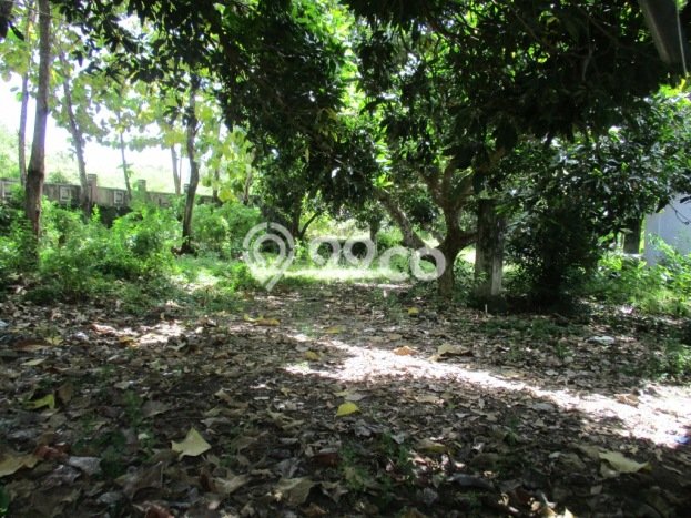 Tanah Kavling Dijual di Kutuh, Badung dengan Luas Tanah 2580m2 Tanah Kavling Dijual di Kutuh, Badung dengan Luas Tanah 2580m2