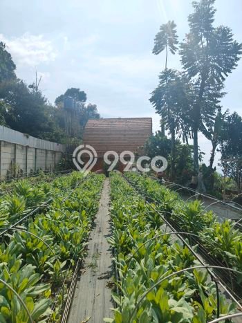 PELUANG INVESTASI! Vila di Cisarua, Luas 5600m2m², Potensi Menjanjikan PELUANG INVESTASI! Vila di Cisarua, Luas 5600m2m², Potensi Menjanjikan