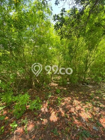 Tanah Kavling Dijual di Badung dengan Spesifikasi 3080m2 Tanah Kavling Dijual di Badung dengan Spesifikasi 3080m2