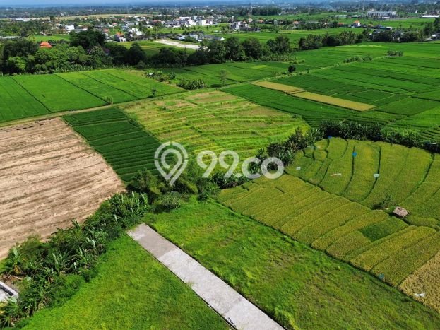 Kavling Tanah untuk Dijual di Kedungu, Tabanan, Luas 555m2 Kavling Tanah untuk Dijual di Kedungu, Tabanan, Luas 555m2