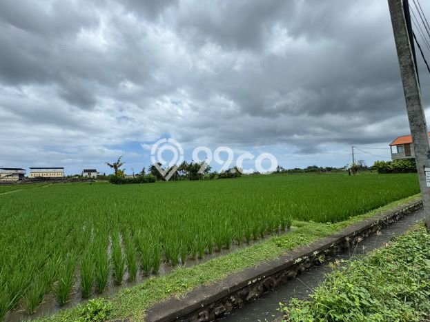 Dijual Tanah di Beraban, Luas 800m², Lokasi Potensial Dijual Tanah di Beraban, Luas 800m², Lokasi Potensial