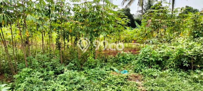 Tanah Kavling untuk Disewa di Cisauk Tangerang 500m2 Tanah Kavling untuk Disewa di Cisauk Tangerang 500m2