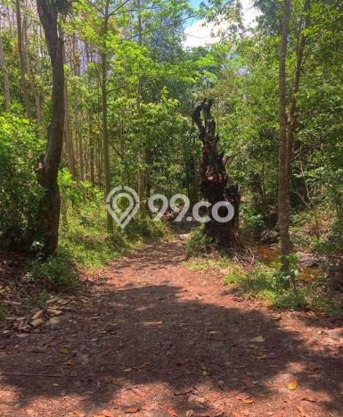Tanah Dijual Area Strategis di Sekotong Tengah Lombok Barat 370000m2 Tanah Dijual Area Strategis di Sekotong Tengah Lombok Barat 370000m2