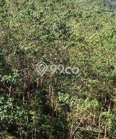 Tanah Dijual Area Strategis di Sekotong Tengah Lombok Barat 370000m2 Tanah Dijual Area Strategis di Sekotong Tengah Lombok Barat 370000m2