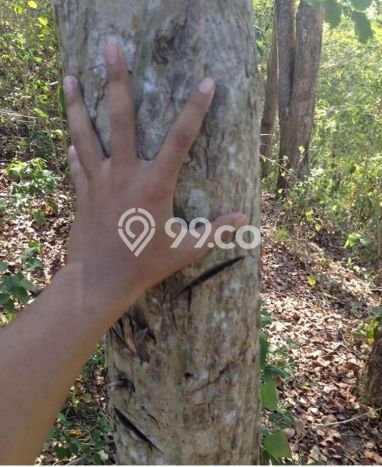 Tanah Dijual Area Strategis di Sekotong Tengah Lombok Barat 370000m2 Tanah Dijual Area Strategis di Sekotong Tengah Lombok Barat 370000m2