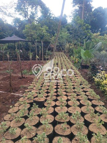 Lahan untuk Dijual Lokasi Parung, Bogor Luas 14815m2 SHM Lahan untuk Dijual Lokasi Parung, Bogor Luas 14815m2 SHM