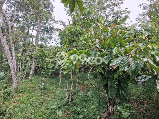 Tanah Kosong Dijual di Temanggung dengan Area 8853m2 Tanah Kosong Dijual di Temanggung dengan Area 8853m2