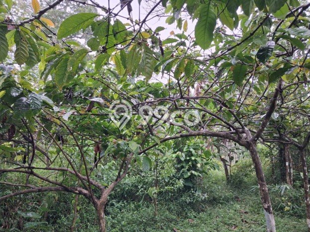 Tanah Kosong Dijual di Temanggung dengan Area 8853m2 Tanah Kosong Dijual di Temanggung dengan Area 8853m2