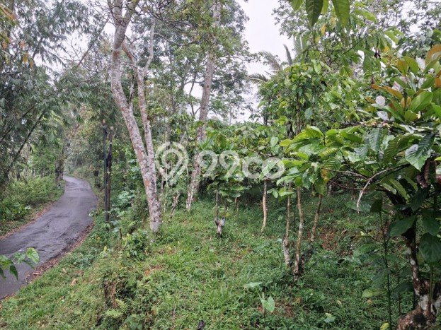 Tanah Kosong Dijual di Temanggung dengan Area 8853m2 Tanah Kosong Dijual di Temanggung dengan Area 8853m2