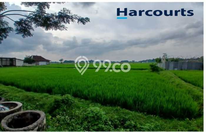Jarang Ada! Tanah di Sragen Punya Luas 110400m2 SHM Jarang Ada! Tanah di Sragen Punya Luas 110400m2 SHM