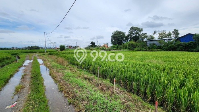 Tanah Disewa Strategis di Badung Luas 500m2 Tanah Disewa Strategis di Badung Luas 500m2