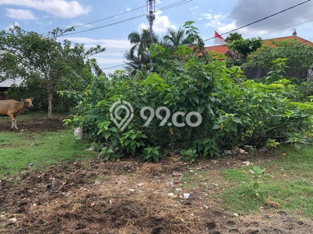 Dijual Tanah 1625m2 di Ubung Kaja, Denpasar Dijual Tanah 1625m2 di Ubung Kaja, Denpasar