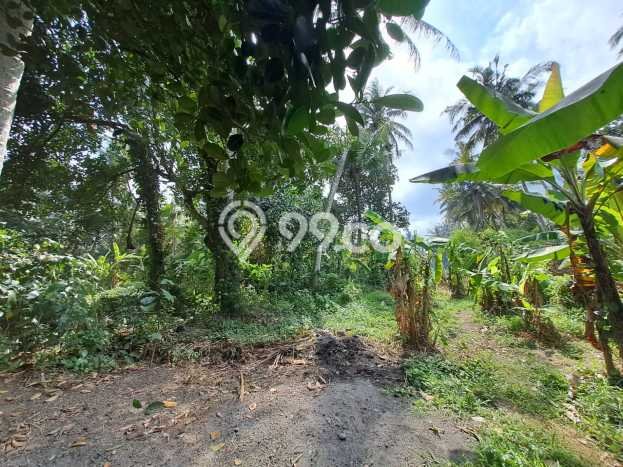 Tanah Kavling Dijual di Saba, Gianyar dengan Luas Tanah 727m2 Tanah Kavling Dijual di Saba, Gianyar dengan Luas Tanah 727m2