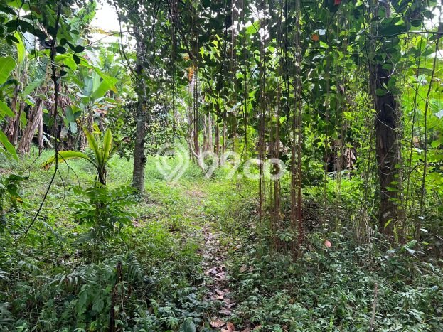 Tanah Lokasi Strategis Kawasan Ubud, Luas 1900m2m², Akses ke Fasilitas Umum Tanah Lokasi Strategis Kawasan Ubud, Luas 1900m2m², Akses ke Fasilitas Umum