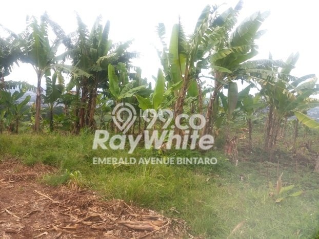 Kavling Tanah Dijual di Sentul Bogor Spesifikasi 993800m2 Kavling Tanah Dijual di Sentul Bogor Spesifikasi 993800m2