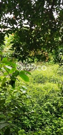 Dijual Tanah di Jagakarsa Jakarta Selatan Luas 1938m2 SHM Dijual Tanah di Jagakarsa Jakarta Selatan Luas 1938m2 SHM