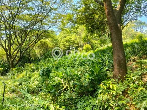 Tanah Kavling Dijual di Bogor dengan Spesifikasi 5916m2 Tanah Kavling Dijual di Bogor dengan Spesifikasi 5916m2
