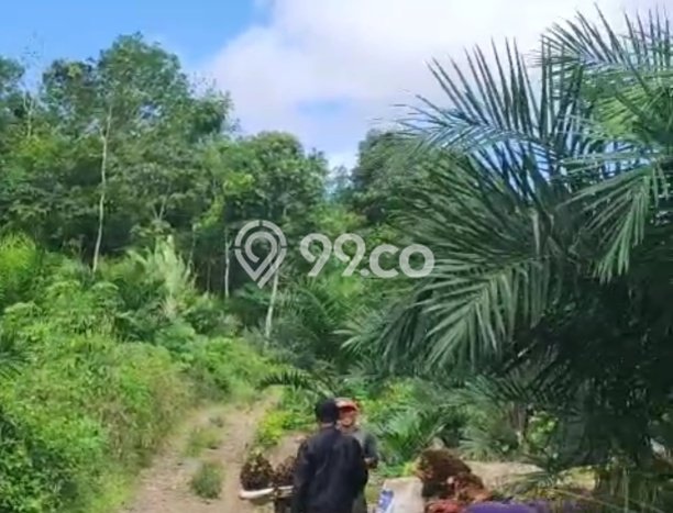 Tanah Kavling di Cijaku Dijual dengan Luas 210000m2 Tanah Kavling di Cijaku Dijual dengan Luas 210000m2