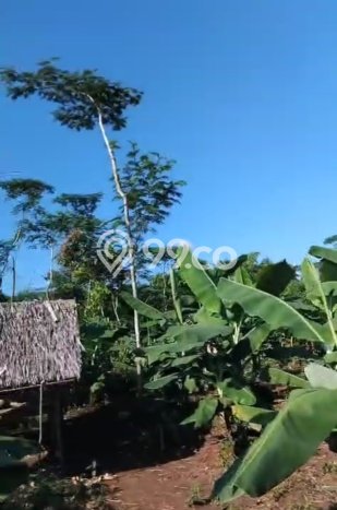 Tanah Kavling di Cijaku Dijual dengan Luas 210000m2 Tanah Kavling di Cijaku Dijual dengan Luas 210000m2