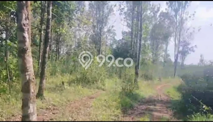 Tanah Dijual Lokasi Cirinten, Lebak dengan Luas Tanah 20000m2 dan Status SHM Tanah Dijual Lokasi Cirinten, Lebak dengan Luas Tanah 20000m2 dan Status SHM
