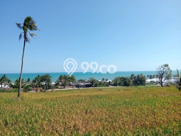 Tanah untuk Dijual di Bayah Lebak Luas 56000m2 Tanah untuk Dijual di Bayah Lebak Luas 56000m2