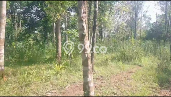 Tanah Dijual Lokasi Cirinten, Lebak dengan Luas Tanah 20000m2 dan Status SHM Tanah Dijual Lokasi Cirinten, Lebak dengan Luas Tanah 20000m2 dan Status SHM