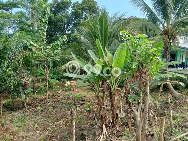 Tanah Kavling untuk Dijual di Bayah Lebak 500m2 Tanah Kavling untuk Dijual di Bayah Lebak 500m2