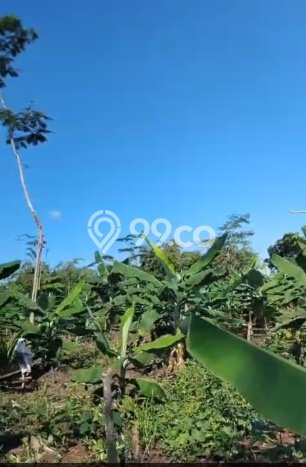 Tanah Kavling di Cijaku Dijual dengan Luas 210000m2 Tanah Kavling di Cijaku Dijual dengan Luas 210000m2