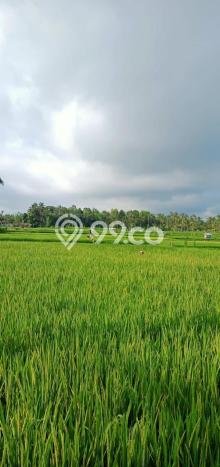 Lahan untuk Dijual di Payangan Gianyar Luas 75262m2 Lahan untuk Dijual di Payangan Gianyar Luas 75262m2