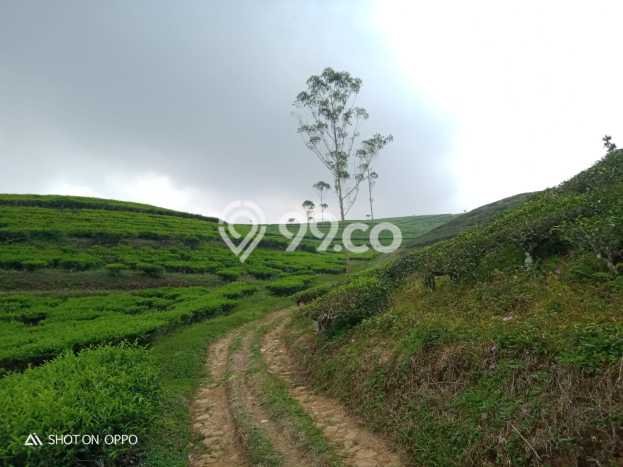 Lahan Kosong Dijual di Cianjur, Cianjur, Luas 1.673e+07m2 Area Strategis Lahan Kosong Dijual di Cianjur, Cianjur, Luas 1.673e+07m2 Area Strategis