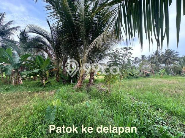 Tanah Kawasan Carita, Luas 43800m², Area Strategis, Dekat Carita, Pandeglang, Pandeglang Tanah Kawasan Carita, Luas 43800m², Area Strategis, Dekat Carita, Pandeglang, Pandeglang