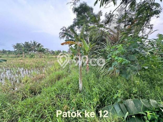 Tanah Dijual Lokasi Carita, Pandeglang Luas 43800m2 Legalitas Aman Tanah Dijual Lokasi Carita, Pandeglang Luas 43800m2 Legalitas Aman