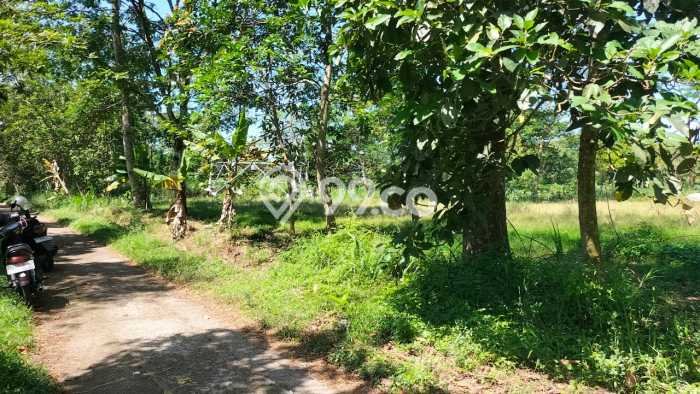 Lahan Investasi Lokasi Mojosongo Boyolali SHM Lahan Investasi Lokasi Mojosongo Boyolali SHM