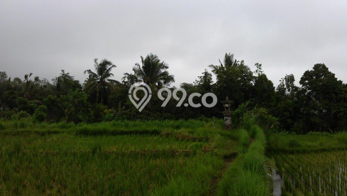 Tanah Komersial Dijual di Ubud Gianyar 66118m2 Tanah Komersial Dijual di Ubud Gianyar 66118m2