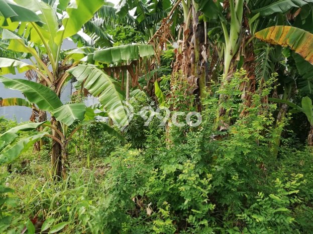 Tanah Lokasi Potensial Kawasan , Luas 500m2m², Akses ke Fasilitas Umum, Akses Badung, Badung Tanah Lokasi Potensial Kawasan , Luas 500m2m², Akses ke Fasilitas Umum, Akses Badung, Badung