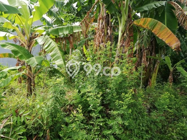 Tanah Lokasi Potensial Kawasan , Luas 500m2m², Akses ke Fasilitas Umum, Akses Badung, Badung Tanah Lokasi Potensial Kawasan , Luas 500m2m², Akses ke Fasilitas Umum, Akses Badung, Badung