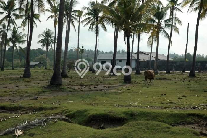 Tanah Kavling Dijual di Buleleng dengan Spesifikasi 17550m2 Tanah Kavling Dijual di Buleleng dengan Spesifikasi 17550m2