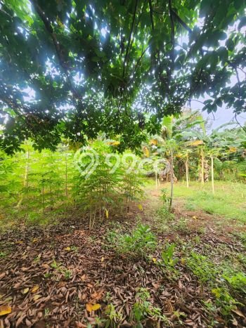 Tanah Strategis Dijual di Ciputat Timur Tangerang Selatan 2630m2 Tanah Strategis Dijual di Ciputat Timur Tangerang Selatan 2630m2