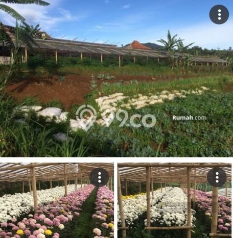 Tanah Kawasan Cipanas, Luas 5000m², Akses Jalan Raya, Area Prospektif Tanah Kawasan Cipanas, Luas 5000m², Akses Jalan Raya, Area Prospektif