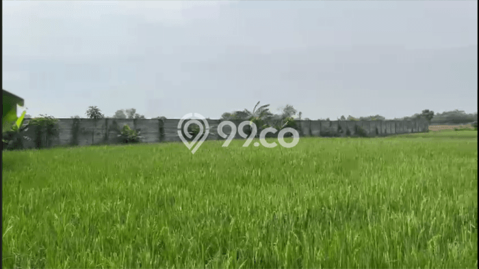 Tanah Dijual Lokasi Walantaka, Serang Luas 16802m2 Legalitas Aman Tanah Dijual Lokasi Walantaka, Serang Luas 16802m2 Legalitas Aman