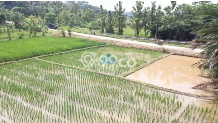 Tanah di Serang, Serang Luas 4790m2 Dijual Segera Tanah di Serang, Serang Luas 4790m2 Dijual Segera