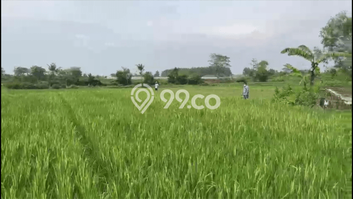 Tanah Dijual Lokasi Walantaka, Serang Luas 16802m2 Legalitas Aman Tanah Dijual Lokasi Walantaka, Serang Luas 16802m2 Legalitas Aman