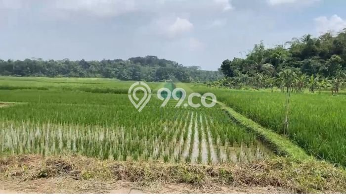 Tanah di Serang, Serang Luas 4790m2 Dijual Segera Tanah di Serang, Serang Luas 4790m2 Dijual Segera