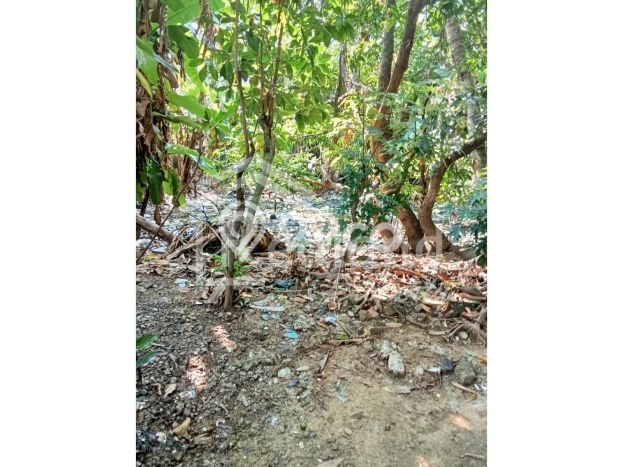Dijual Rumah Elit Exclusive di Purwodadi, Purwodadi Dijual Rumah Elit Exclusive di Purwodadi, Purwodadi