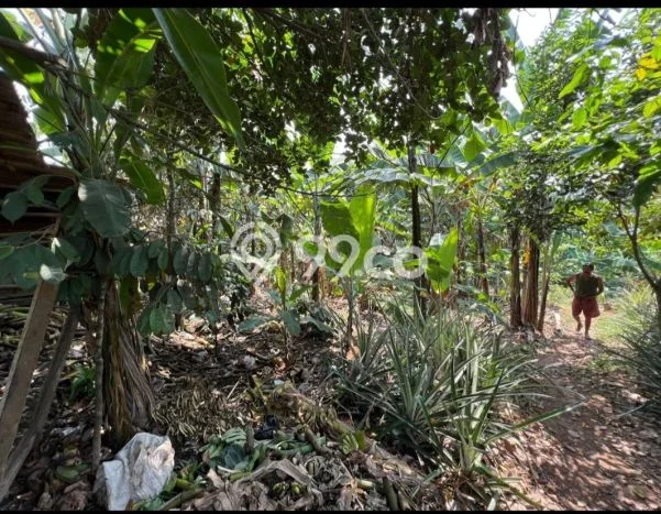 Lahan Strategis di Jonggol Dijual dengan Luas 2500m2 Lahan Strategis di Jonggol Dijual dengan Luas 2500m2