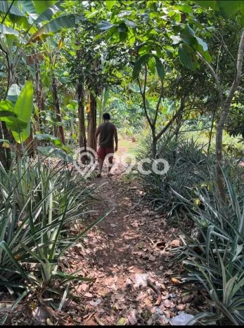 Lahan Strategis di Jonggol Dijual dengan Luas 2500m2 Lahan Strategis di Jonggol Dijual dengan Luas 2500m2