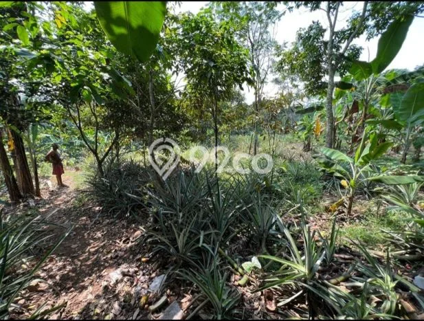 Lahan Strategis di Jonggol Dijual dengan Luas 2500m2 Lahan Strategis di Jonggol Dijual dengan Luas 2500m2